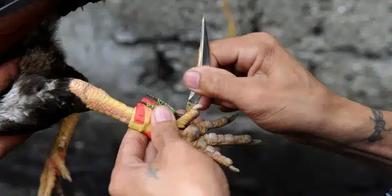 Luật chơi đá gà cựa dao EV88