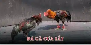 Đá gà cựa sắt EV88 - Kinh nghiệm chơi đá gà đỉnh cao